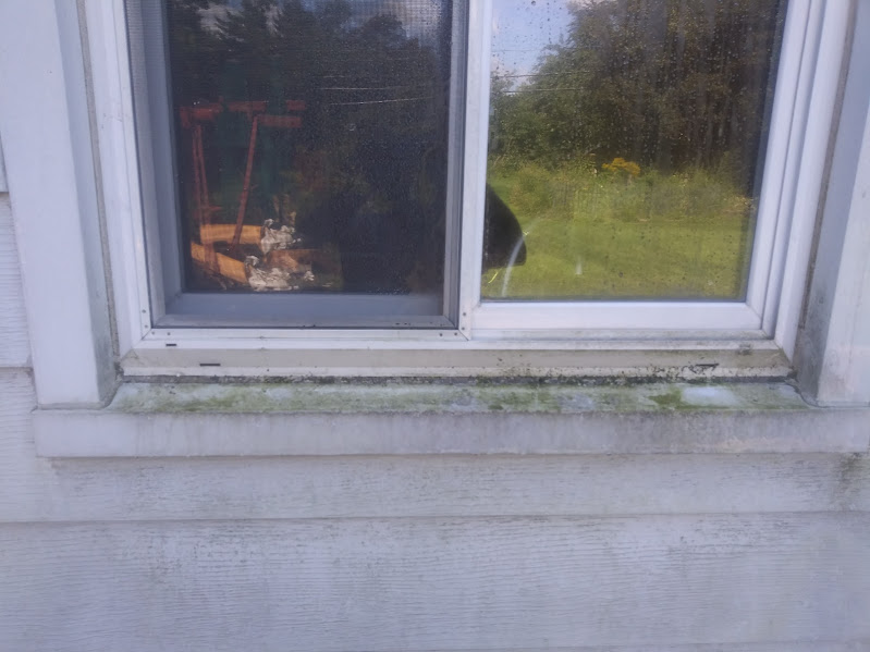 Dirty window trim with lots of green mold staining